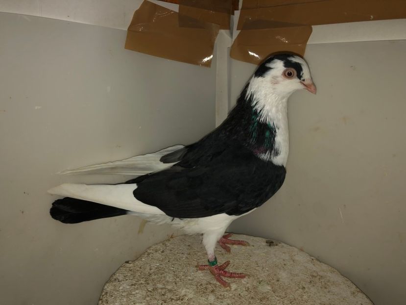 7083  mascul  2019 - Plecați ALBUM 2