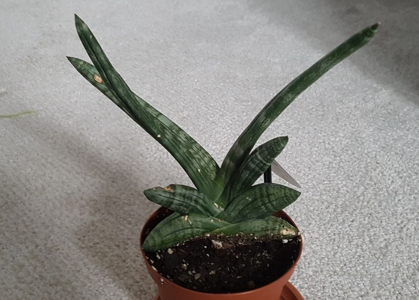 Sansevieria boncelensis - Sansevieria