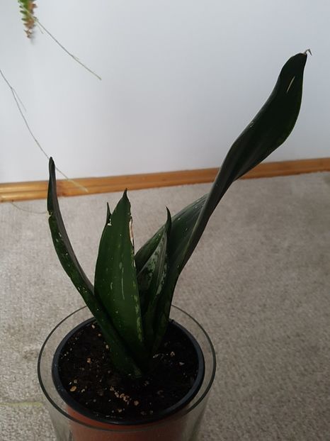 Sansevieria Whitney - Sansevieria