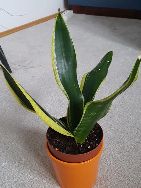 Sansevieria Black gold - Sansevieria