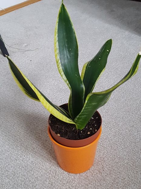 Sansevieria Black gold - Sansevieria