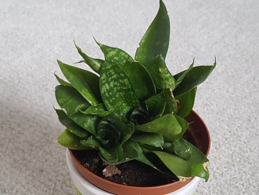 Sansevieria dwarf (pitica) - Sansevieria