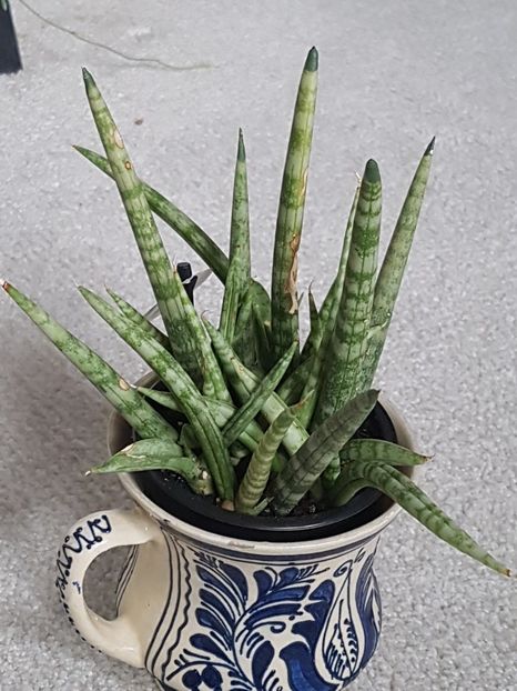 Sansevieria cylindrica "Dragon fingers" - Sansevieria