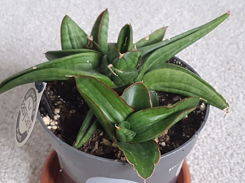 Sansevieria ed-eby - Sansevieria