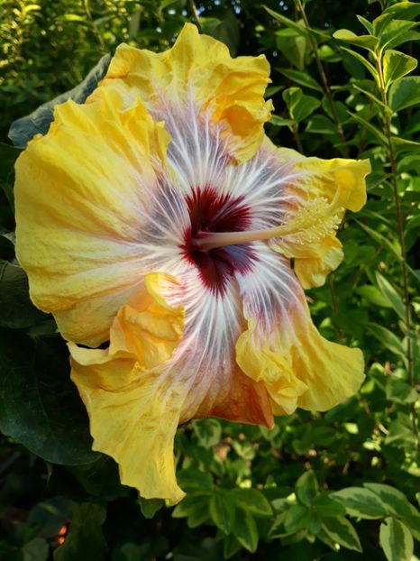  - HIBISCUS MOOREA SILVER SUN