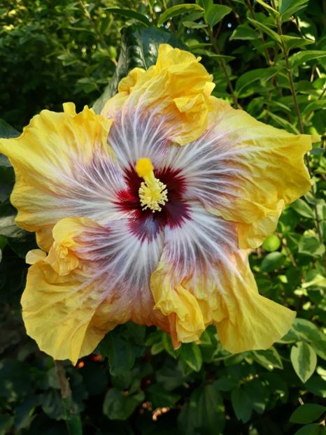  - HIBISCUS MOOREA SILVER SUN