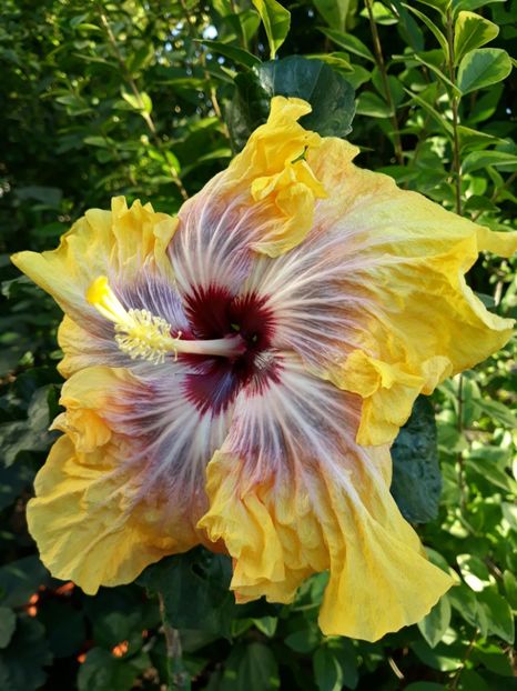  - HIBISCUS MOOREA SILVER SUN