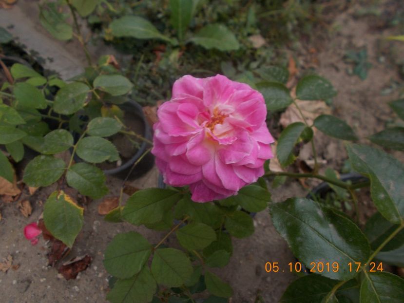  - TRANDAFIRI 2019-2