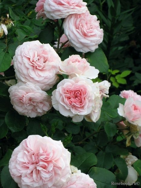 Mariatheresia-rezervat - De vanzare-TOAMNA 2020