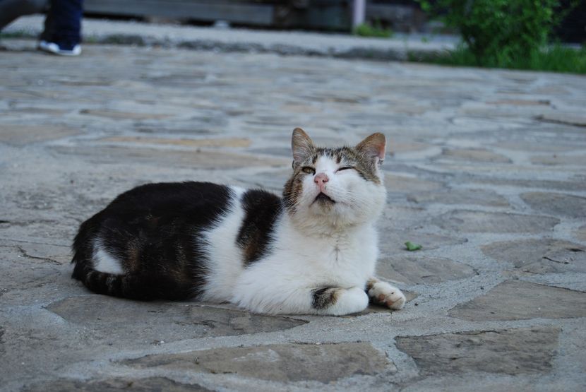  - 2015 IULIE VELIKO TARNOVO IVONOV PLEVNA