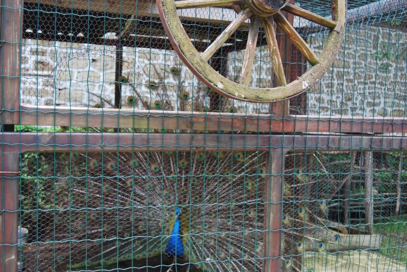  - 2015 IULIE VELIKO TARNOVO IVONOV PLEVNA