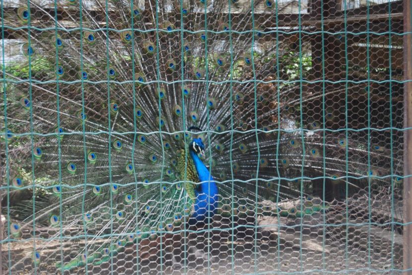  - 2015 IULIE VELIKO TARNOVO IVONOV PLEVNA