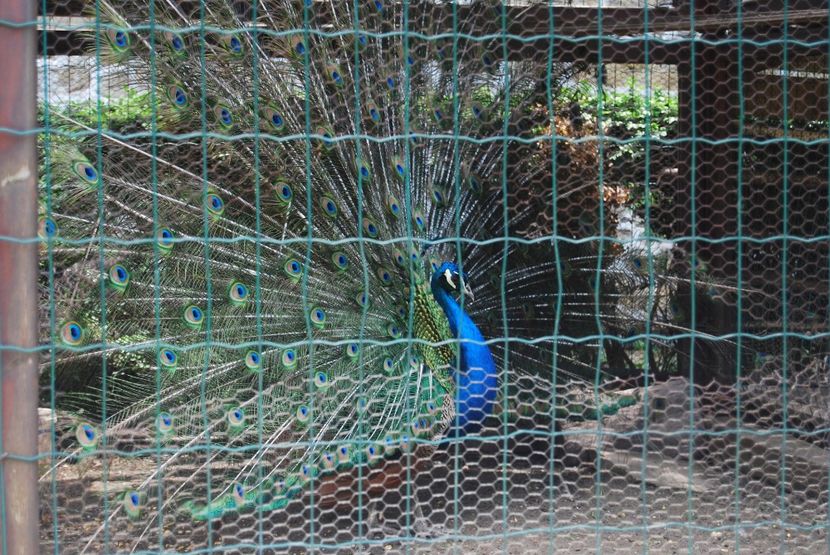  - 2015 IULIE VELIKO TARNOVO IVONOV PLEVNA