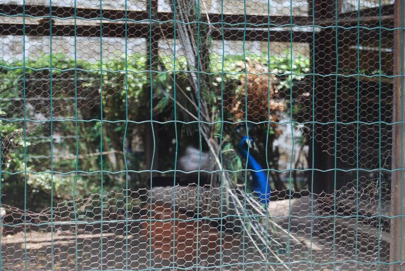  - 2015 IULIE VELIKO TARNOVO IVONOV PLEVNA