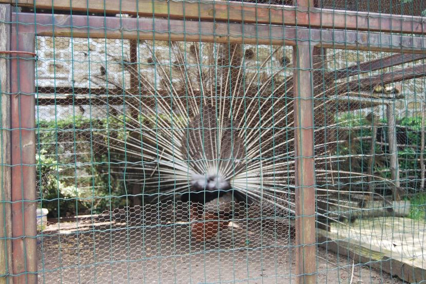  - 2015 IULIE VELIKO TARNOVO IVONOV PLEVNA