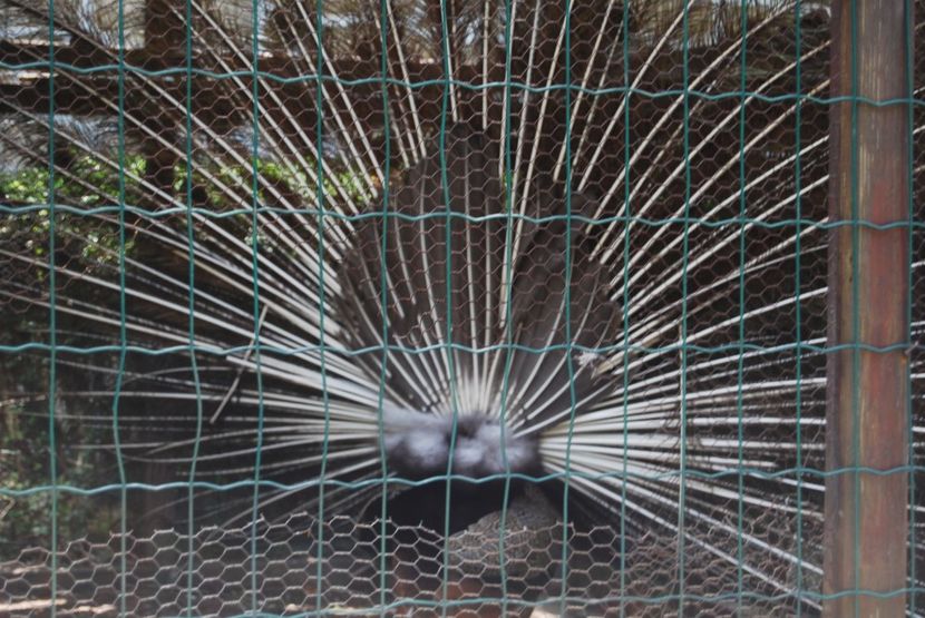  - 2015 IULIE VELIKO TARNOVO IVONOV PLEVNA