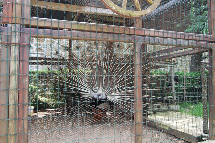  - 2015 IULIE VELIKO TARNOVO IVONOV PLEVNA