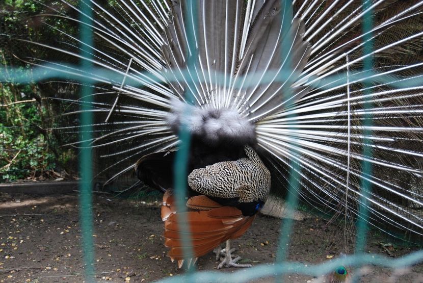  - 2015 IULIE VELIKO TARNOVO IVONOV PLEVNA