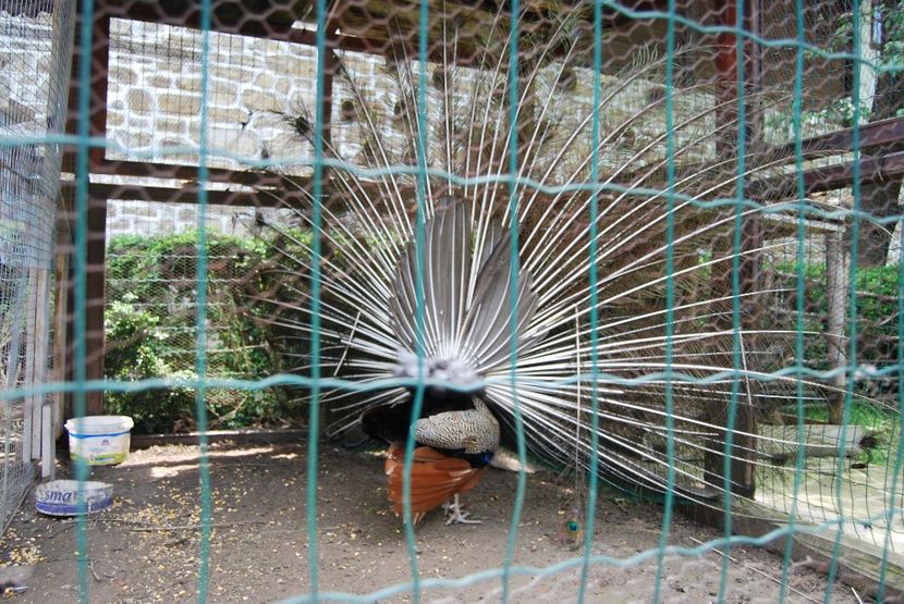  - 2015 IULIE VELIKO TARNOVO IVONOV PLEVNA