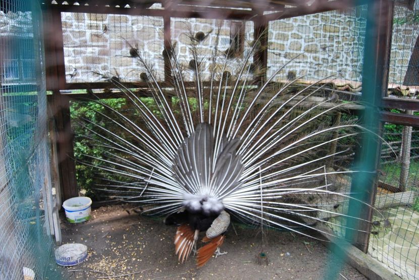  - 2015 IULIE VELIKO TARNOVO IVONOV PLEVNA