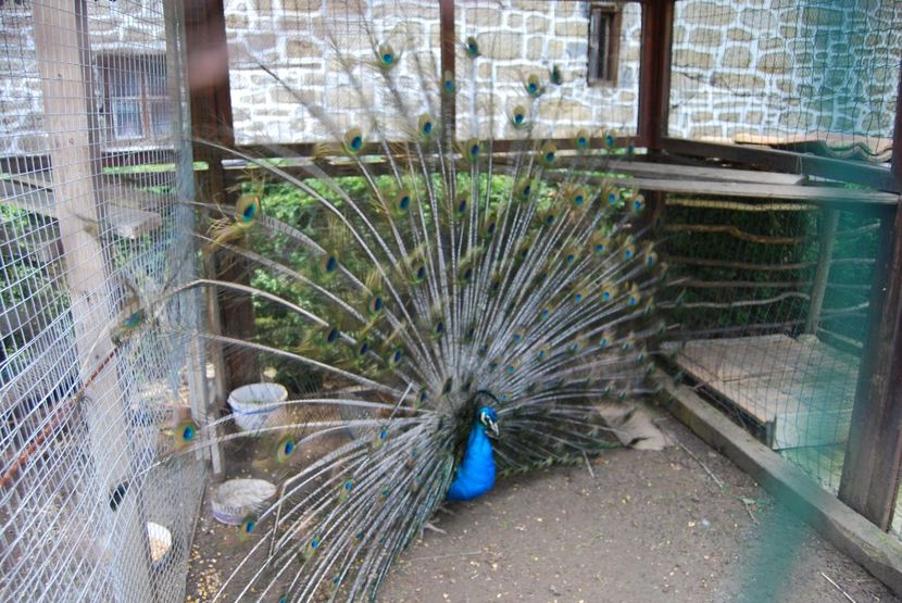  - 2015 IULIE VELIKO TARNOVO IVONOV PLEVNA