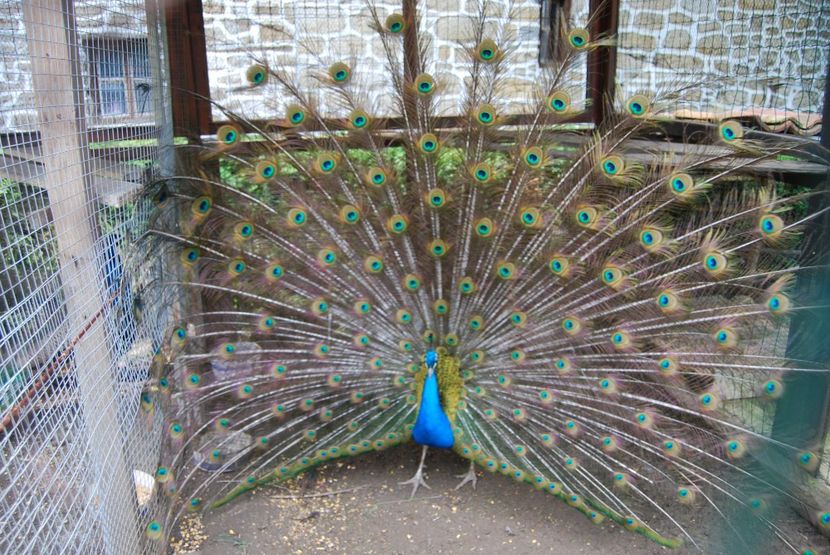  - 2015 IULIE VELIKO TARNOVO IVONOV PLEVNA