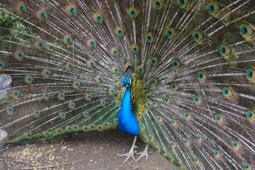  - 2015 IULIE VELIKO TARNOVO IVONOV PLEVNA