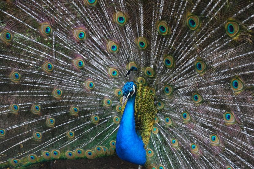  - 2015 IULIE VELIKO TARNOVO IVONOV PLEVNA