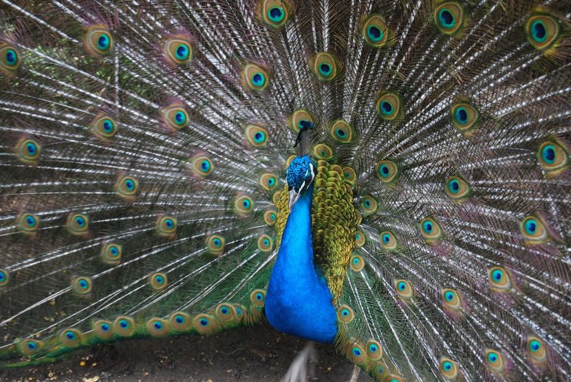  - 2015 IULIE VELIKO TARNOVO IVONOV PLEVNA