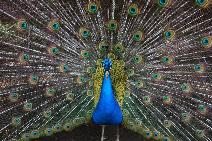  - 2015 IULIE VELIKO TARNOVO IVONOV PLEVNA