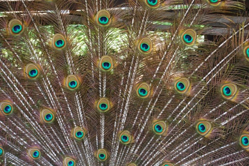  - 2015 IULIE VELIKO TARNOVO IVONOV PLEVNA