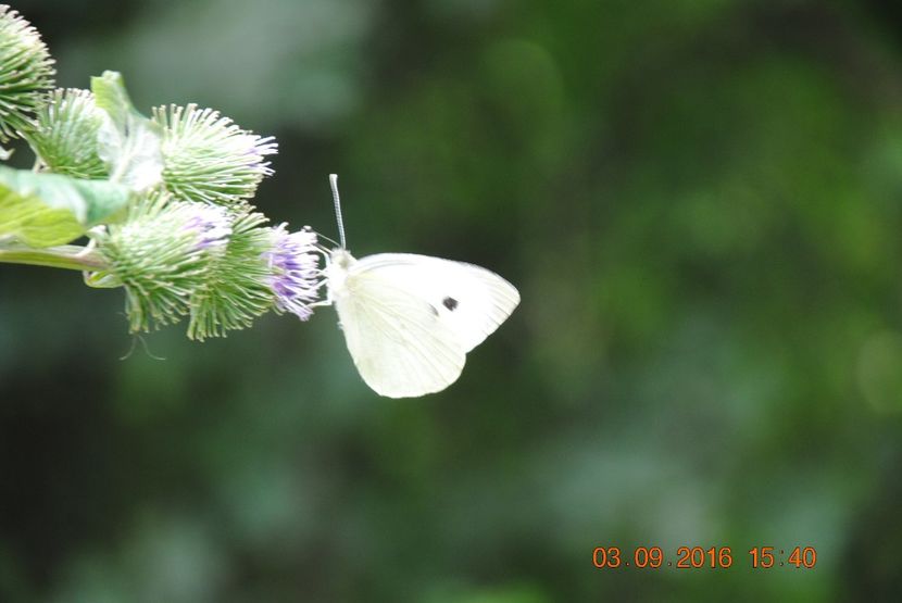  - 2016 02-04 septembrie CHEILE NEREI-CASCADA BEUSNITA-OCHIUL BEIULUI-CASCADA BIGAR