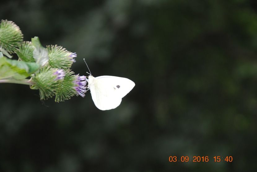  - 2016 02-04 septembrie CHEILE NEREI-CASCADA BEUSNITA-OCHIUL BEIULUI-CASCADA BIGAR