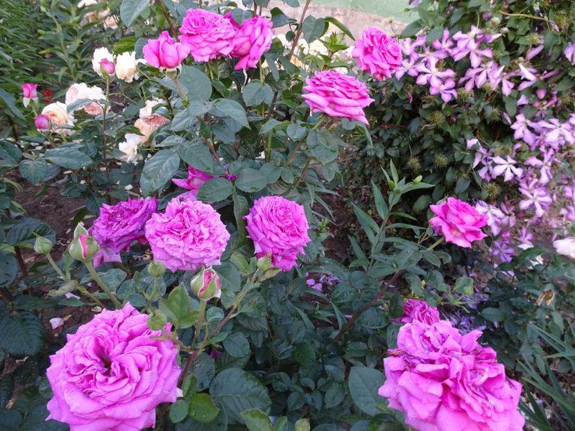  - Chartreuse de Parme