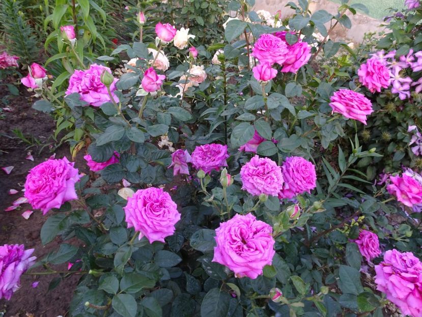  - Chartreuse de Parme