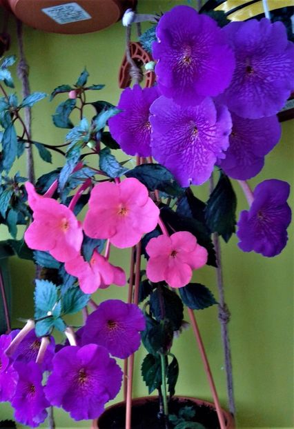  - ACHIMENES 07 10 2000000019