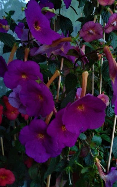  - ACHIMENES 07 10 2000000019