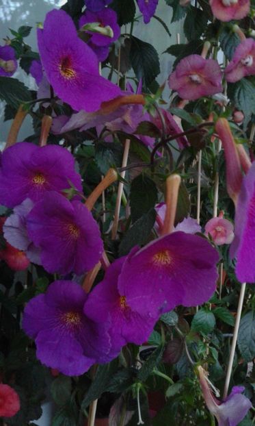  - ACHIMENES 07 10 2000000019