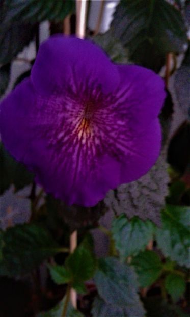  - ACHIMENES 07 10 2000000019