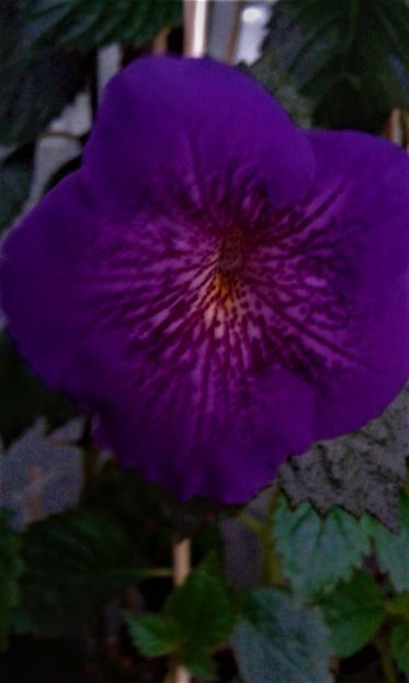  - ACHIMENES 07 10 2000000019