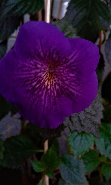  - ACHIMENES 07 10 2000000019