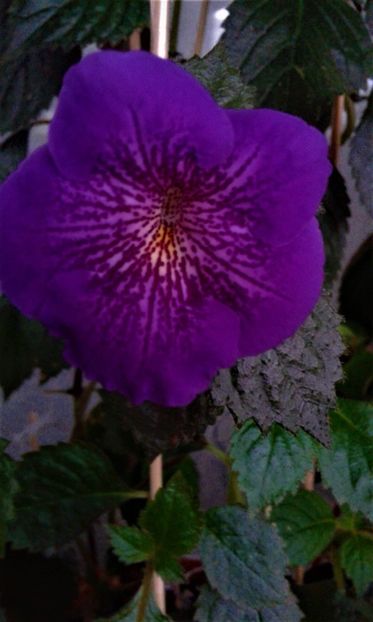  - ACHIMENES 07 10 2000000019