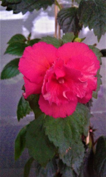  - ACHIMENES 07 10 2000000019