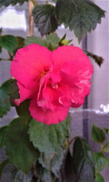  - ACHIMENES 07 10 2000000019