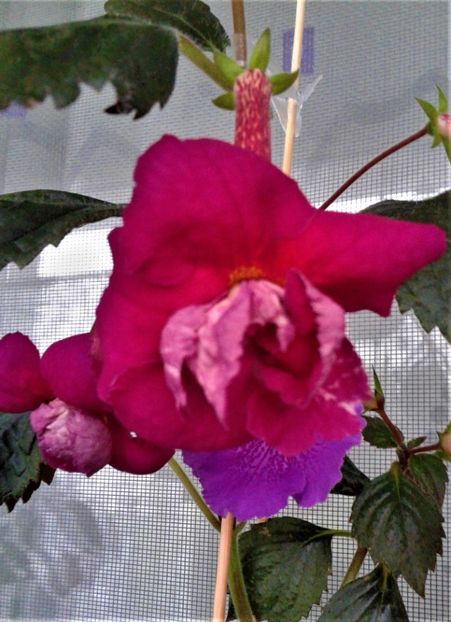  - ACHIMENES 07 10 2000000019
