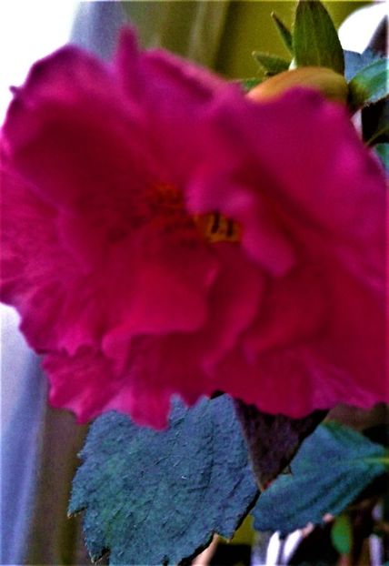  - ACHIMENES 07 10 2000000019