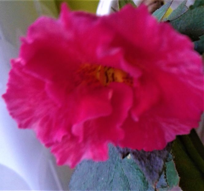  - ACHIMENES 07 10 2000000019