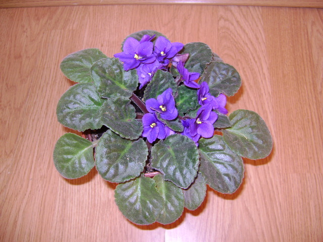 DSC07954 - FLORILE MELE