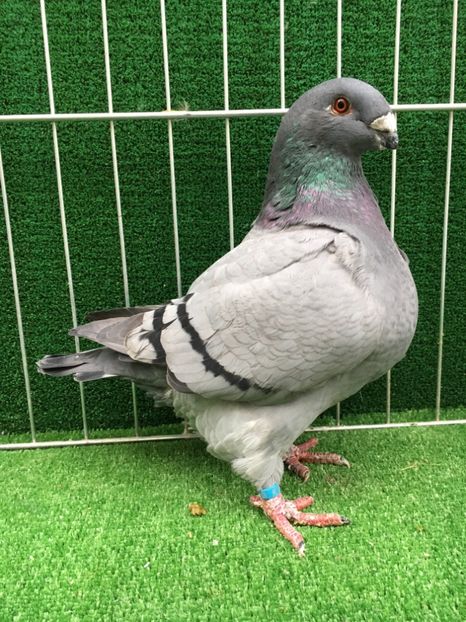 038F5F24-3931-416E-92B3-8EFBC3553219 - FEMELE AMERICAN GIANT HOMER MATCA 2020