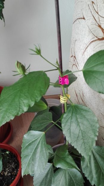 1570520964113-1130867385 - HIBISCUS